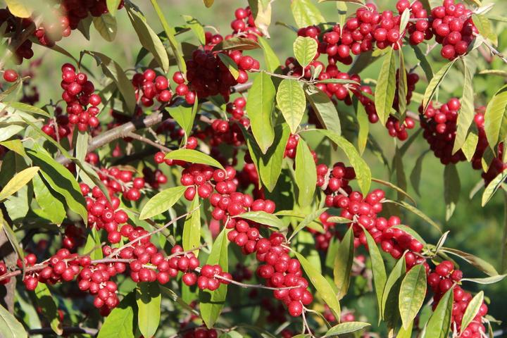 Actual product image Lubera Pointilla® Sweet'n'sour®