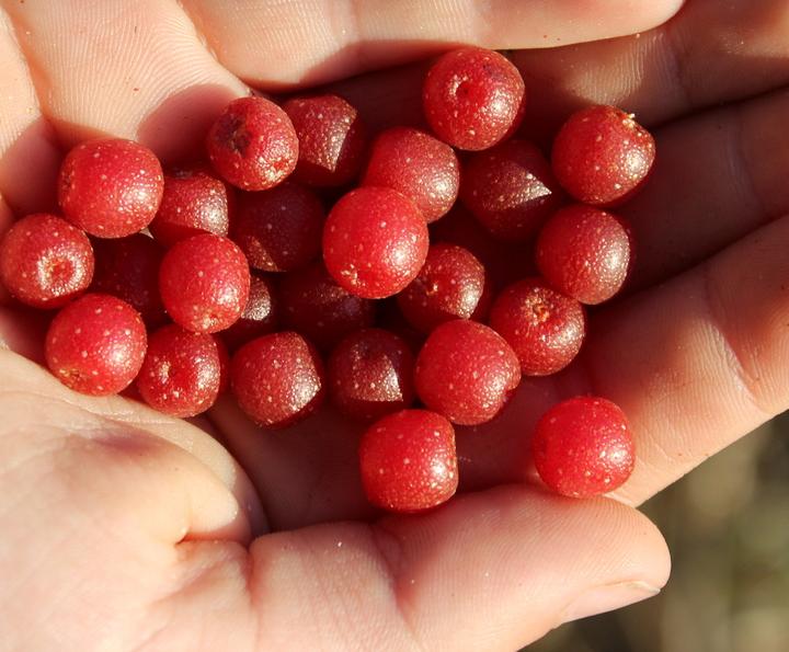 Actual product image Lubera Pointilla® Sweet'n'sour®