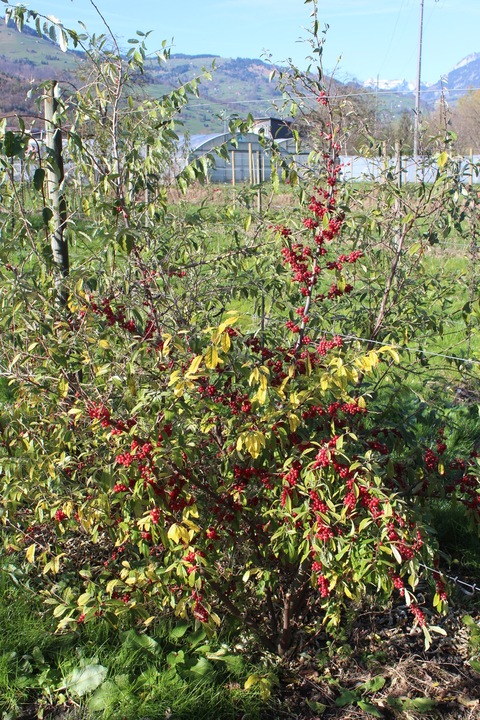 Lubera Pointilla® Sweet'n'sour
