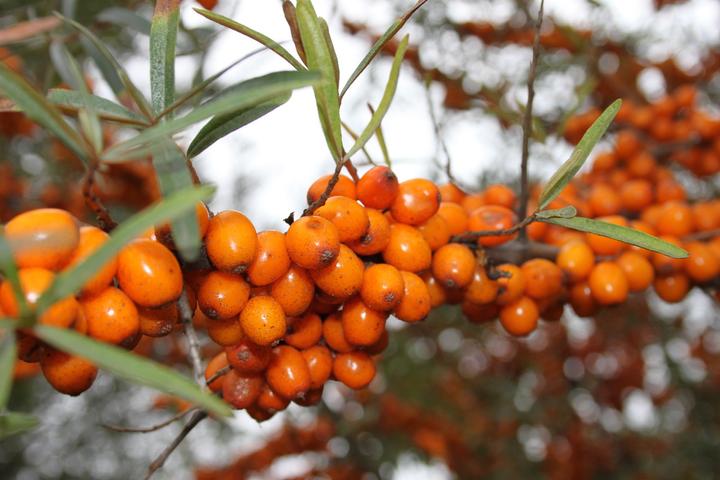 Actual product image Lubera Sea buckthorn Leikora