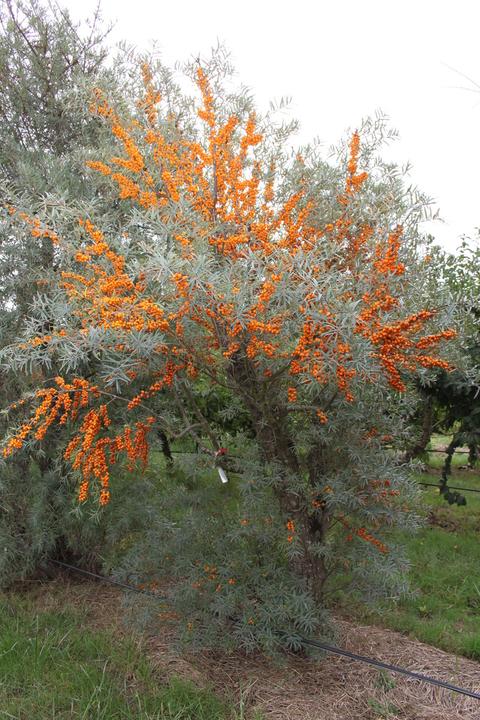 Actual product image Lubera Sea buckthorn Leikora