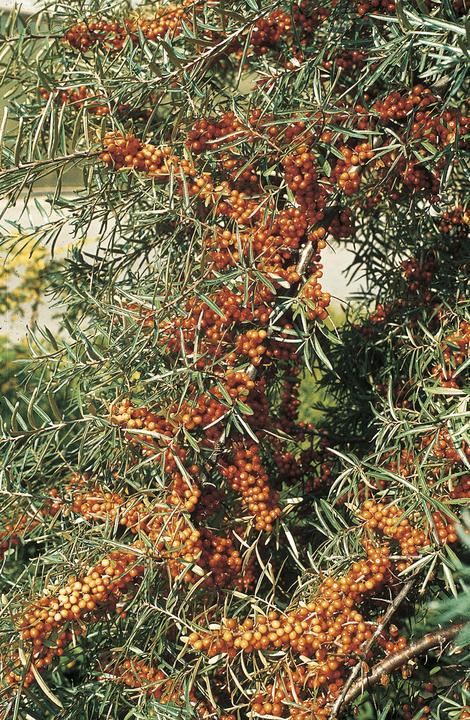 Actual product image Lubera Sea buckthorn Leikora