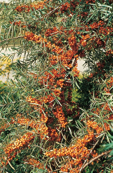 Immagine prodotto Lubera Olivello spinoso Leikora