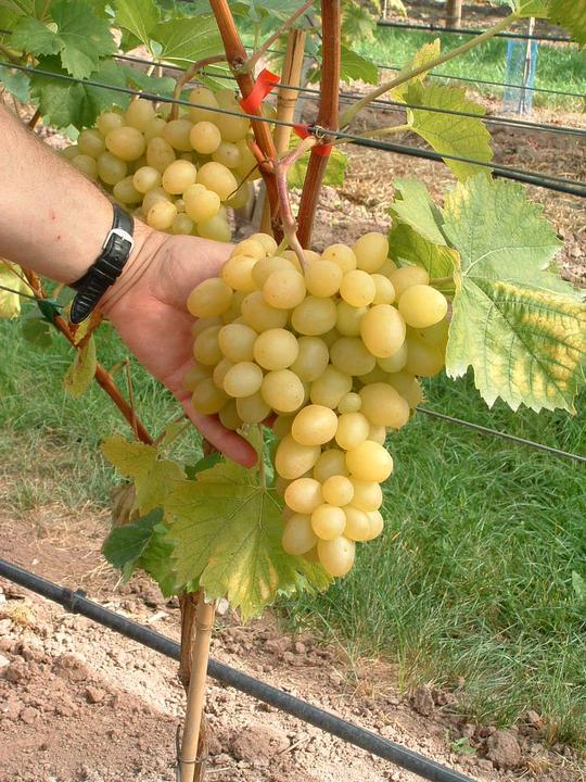 Produktbild Lubera Schlaraffentraube Grosso Arkadia