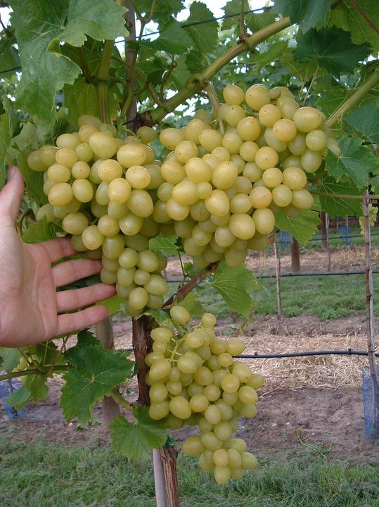 Produktbild Lubera Schlaraffentraube Grosso Arkadia