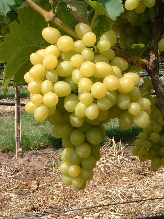 Produktbild Lubera Schlaraffentraube Grosso Arkadia