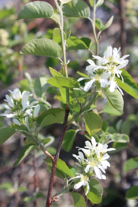 Actual product image Lubera Saskatoon Saskablue®
