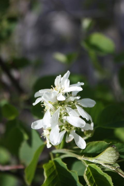 Actual product image Lubera Saskatoon Saskablue®