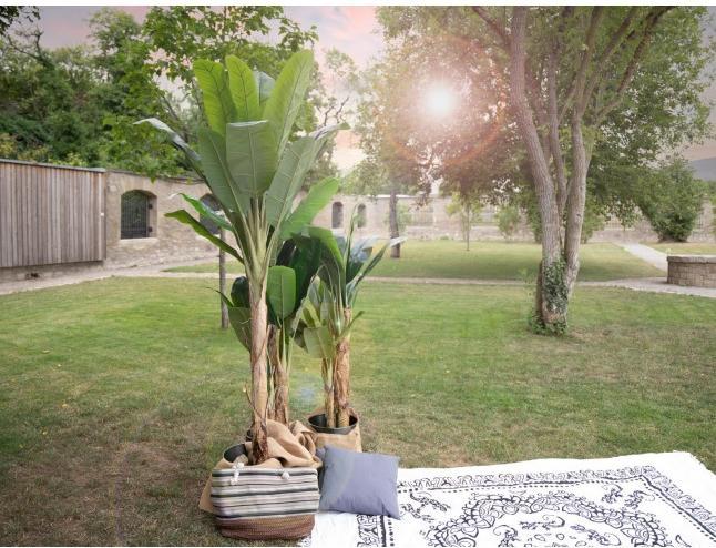 Produktbild Europalms Bananenbaum (210 cm)
