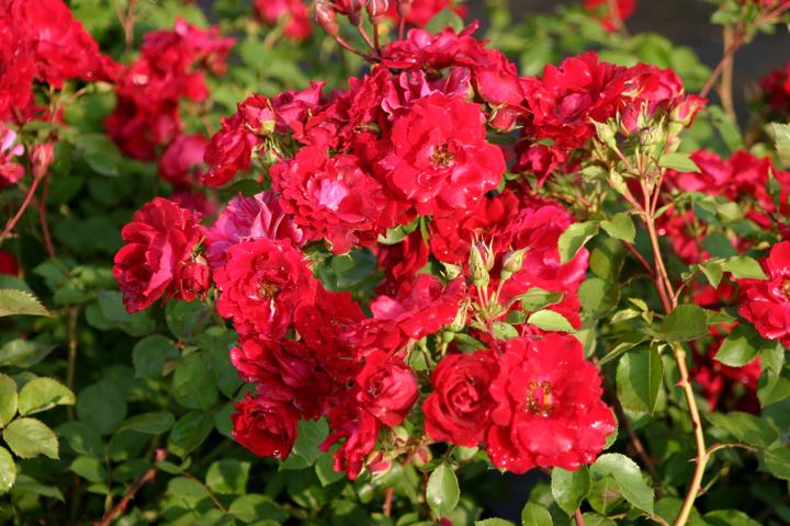 Produktbild Lubera Champlain (im grossen Container)