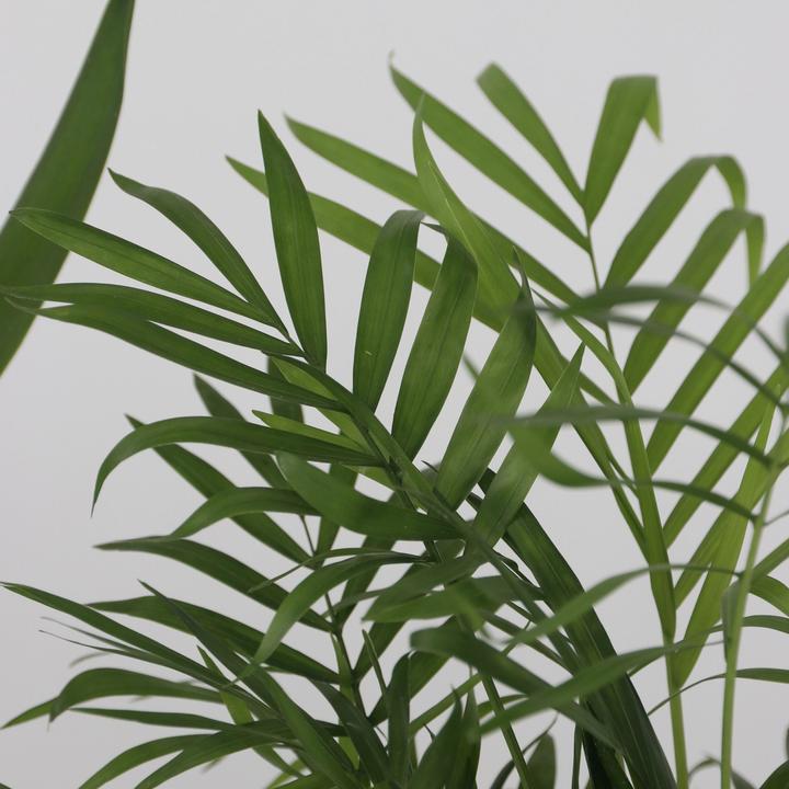 Produktbild Plant in a Box Areca, Chamaedorea, Yucca - 3er Mischung Mini Palme (25 cm)