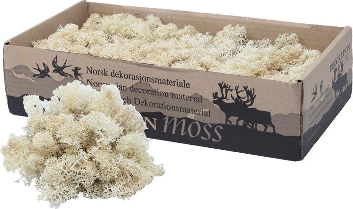 Actual product image Flowerbox Iceland moss