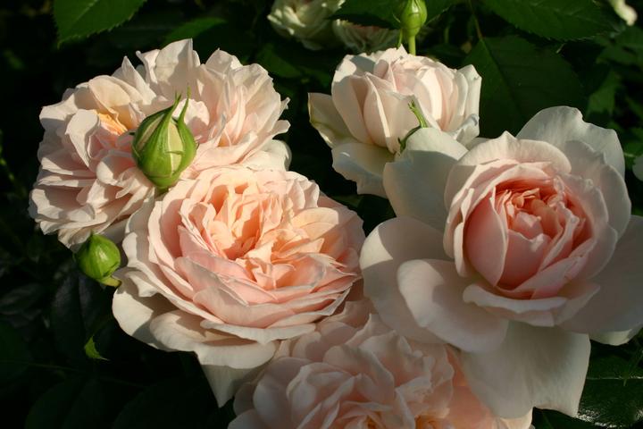 Actual product image Lubera Eliza (in the large container)