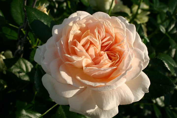 Immagine prodotto Lubera Eliza (nel contenitore grande)