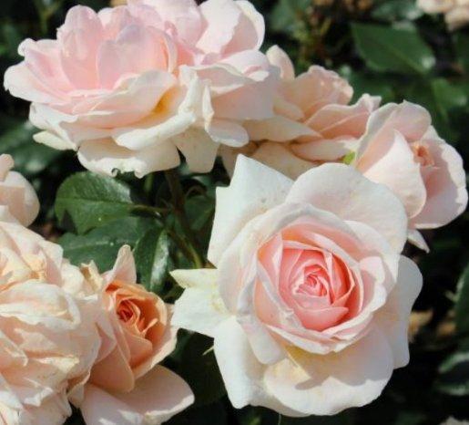 Actual product image Lubera Eliza (in the large container)
