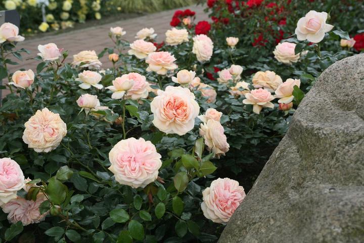 Actual product image Lubera Eliza (in the large container)