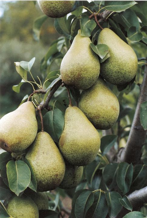 Produktbild Lubera Birne Novembra®