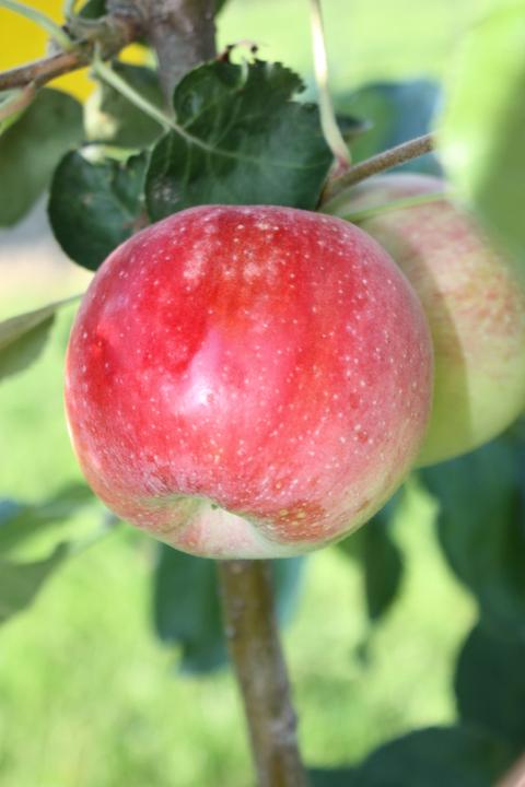 Actual product image Lubera Apple Paradis Julka