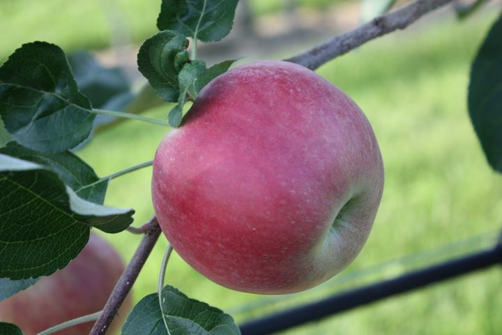Actual product image Lubera Apple Paradis Julka