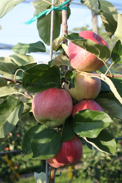Actual product image Lubera Apple Paradis Julka