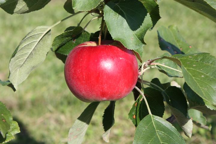 Actual product image Lubera Apple Paradis Julka