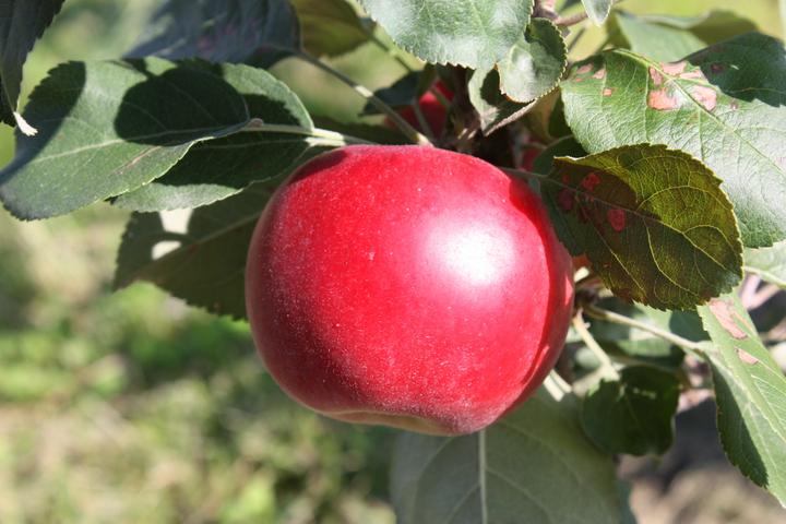 Actual product image Lubera Apple Paradis Julka