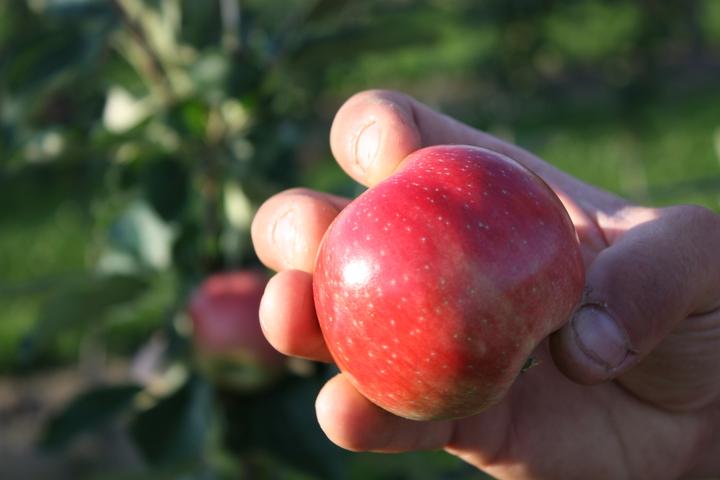 Actual product image Lubera Apple Paradis Julka