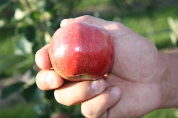 Actual product image Lubera Apple Paradis Julka