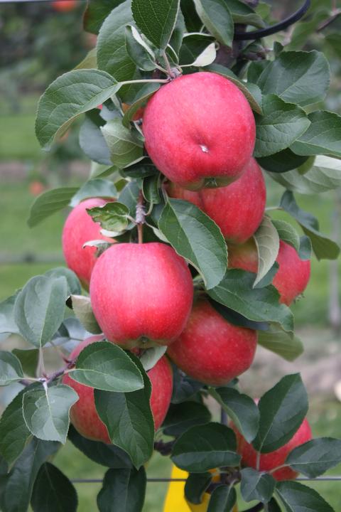 Produktbild Lubera Apfel Paradis® Sierra®