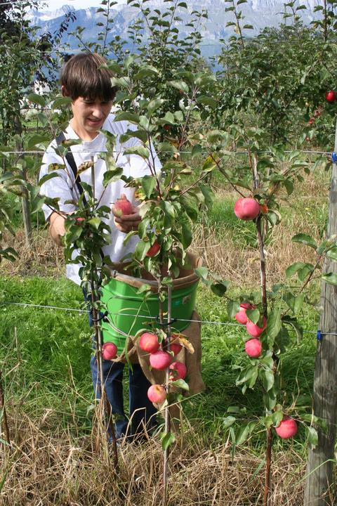 Produktbild Lubera Apfel Paradis® Sierra®