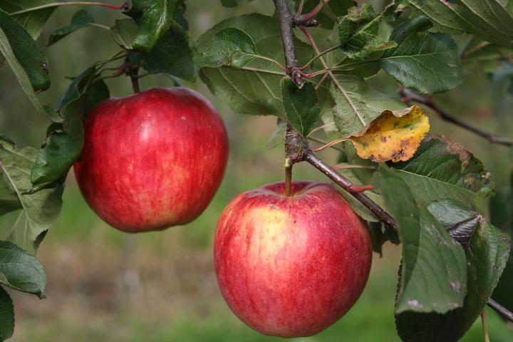 Produktbild Lubera Apfel Paradis® Sierra®