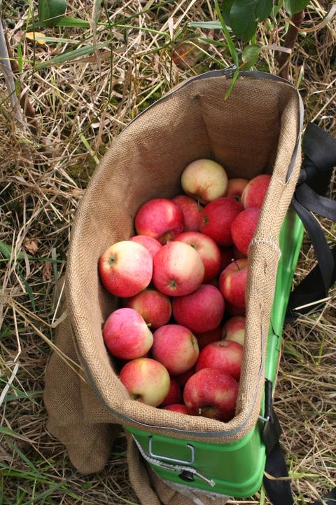 Produktbild Lubera Apfel Paradis® Sierra®