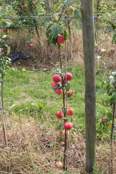 Produktbild Lubera Apfel Paradis® Sierra®