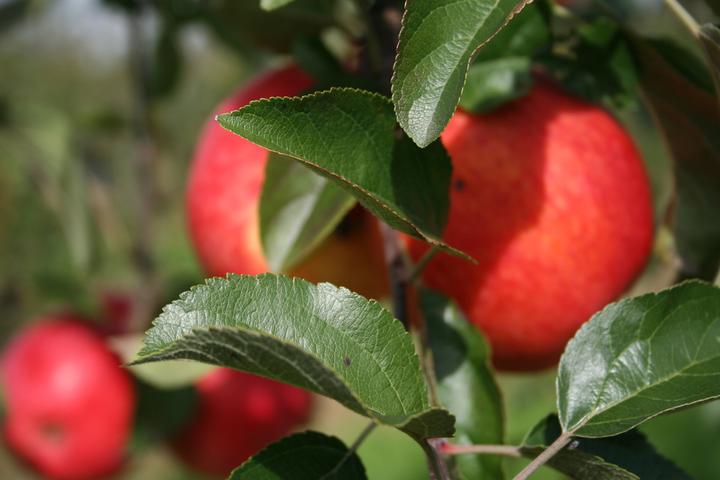 Produktbild Lubera Apfel Paradis® Sierra®