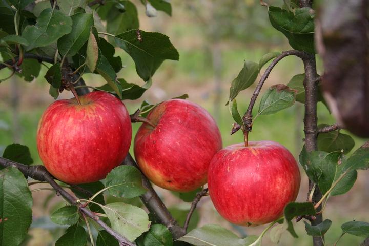 Produktbild Lubera Apfel Paradis® Sierra®