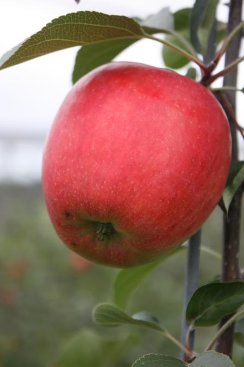 Produktbild Lubera Apfel Paradis® Sierra®