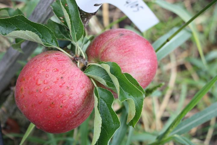 Produktbild Lubera Säulenapfel Malini Subito