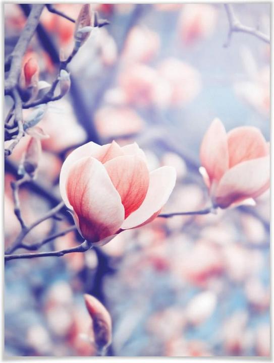 Immagine prodotto Trenddeko Germoglio di magnolia (30 x 40 cm)