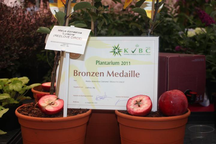 Produktbild Lubera Redlove® Circe®