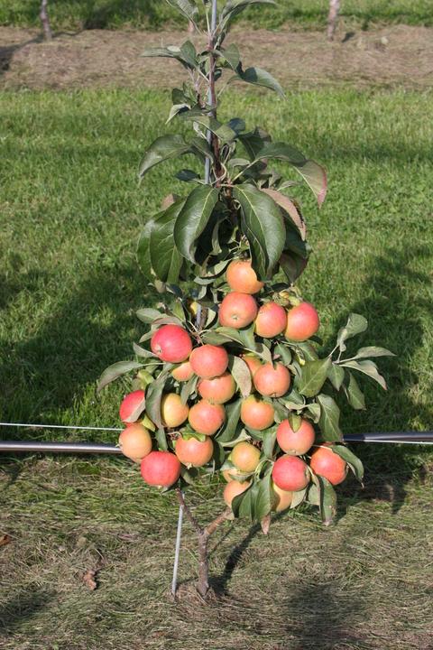 Immagine prodotto Lubera Mini meli Maloni® Lilly®