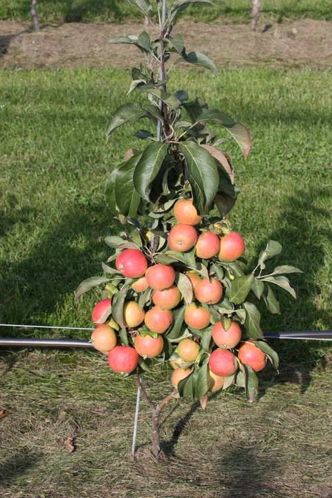 Immagine prodotto Lubera Mini meli Maloni® Lilly®