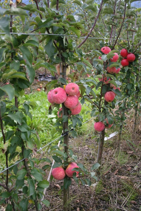 Immagine prodotto Lubera Mini meli Maloni® Lilly®