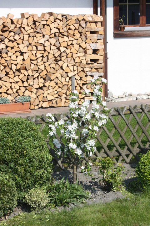 Immagine prodotto Lubera Mini meli Maloni® Lilly®