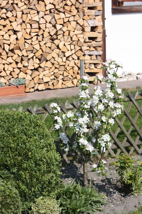 Immagine prodotto Lubera Mini meli Maloni® Lilly®