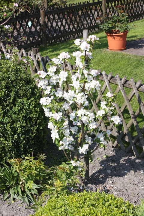 Immagine prodotto Lubera Mini meli Maloni® Lilly®