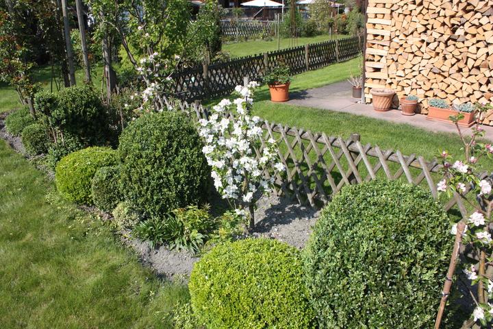 Immagine prodotto Lubera Mini meli Maloni® Lilly®
