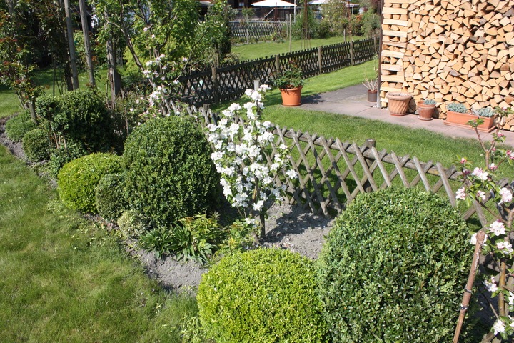 Immagine prodotto Lubera Mini meli Maloni® Lilly®