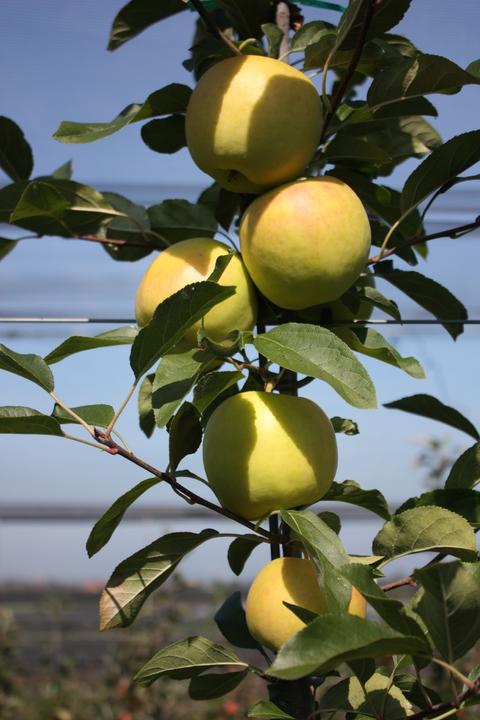 Actual product image Lubera Apple Bella Bionda Patrizia