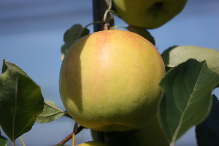 Actual product image Lubera Apple Bella Bionda Patrizia