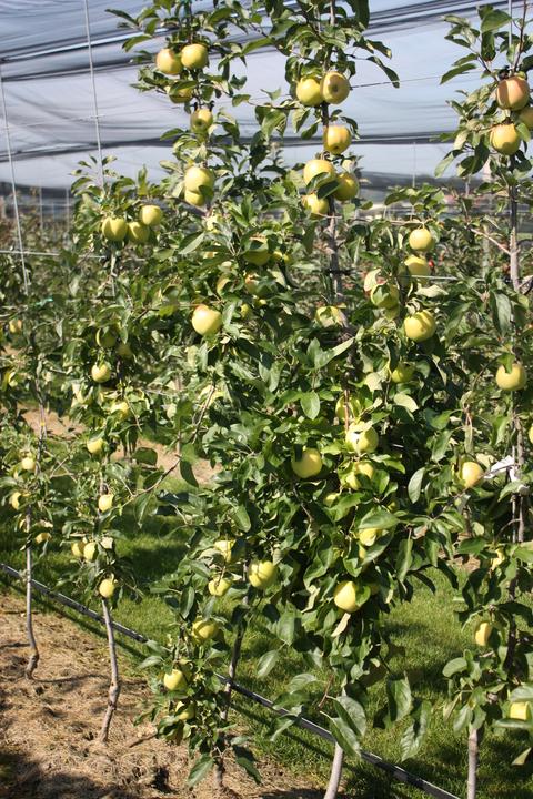 Actual product image Lubera Apple Bella Bionda Patrizia